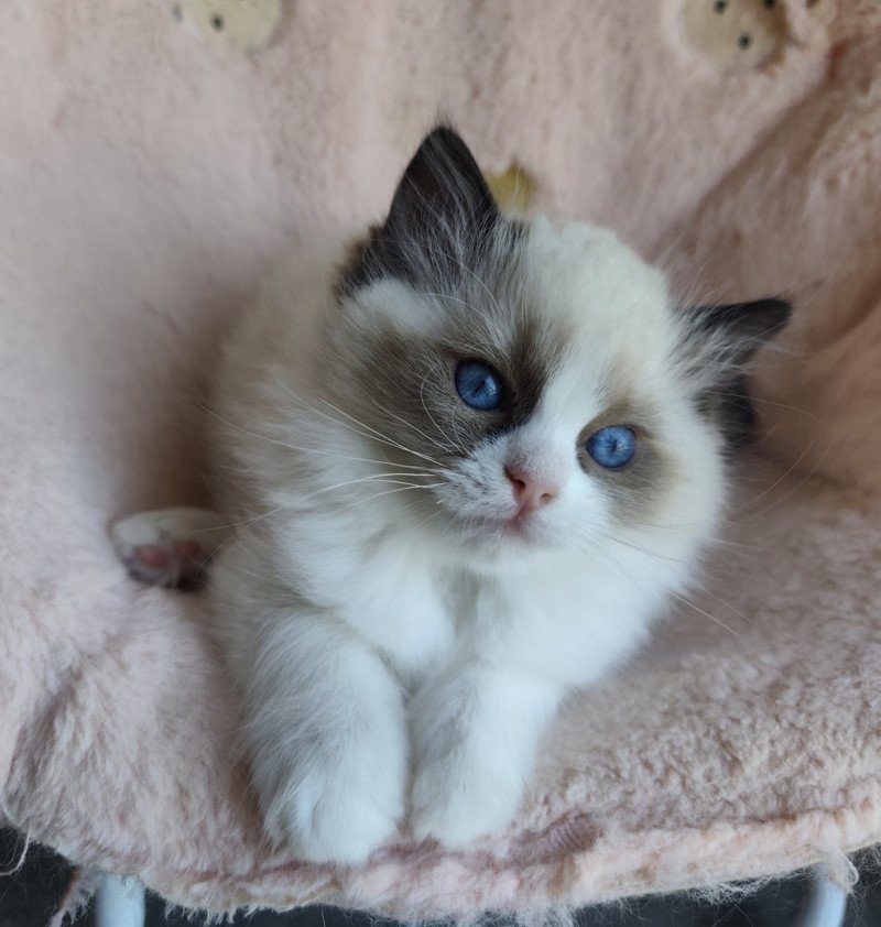 Echo de Narcisse Adélie Femelle Ragdoll