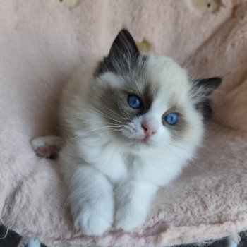 chaton Ragdoll black & blanc Adélie Chatterie Echo de Narcisse