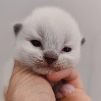 chaton Ragdoll Chatterie Echo de Narcisse chaton Ragdoll Chatterie Echo de Narcisse