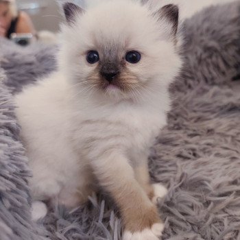 chaton Ragdoll black mitted Azélie Chatterie Echo de Narcisse chaton Ragdoll black mitted Azélie Chatterie Echo de Narcisse