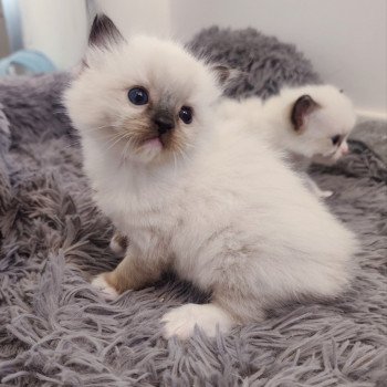 chaton Ragdoll black mitted Azélie Chatterie Echo de Narcisse chaton Ragdoll black mitted Azélie Chatterie Echo de Narcisse
