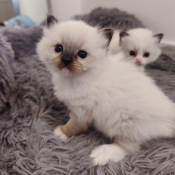 chaton Ragdoll black mitted Azélie Chatterie Echo de Narcisse chaton Ragdoll black mitted Azélie Chatterie Echo de Narcisse