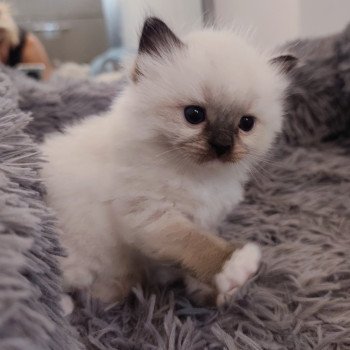 chaton Ragdoll black mitted Azélie Chatterie Echo de Narcisse chaton Ragdoll black mitted Azélie Chatterie Echo de Narcisse
