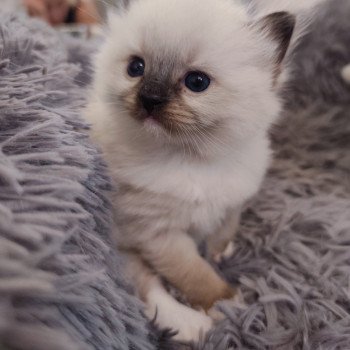 chaton Ragdoll black mitted Azélie Chatterie Echo de Narcisse chaton Ragdoll black mitted Azélie Chatterie Echo de Narcisse