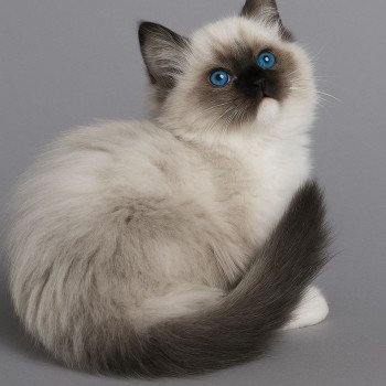 chaton Ragdoll black mitted Azélie Chatterie Echo de Narcisse