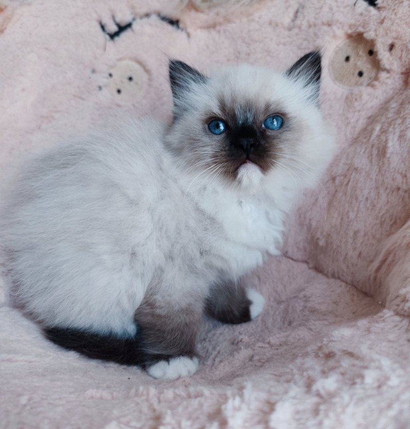 Echo de Narcisse Azélie Femelle Ragdoll