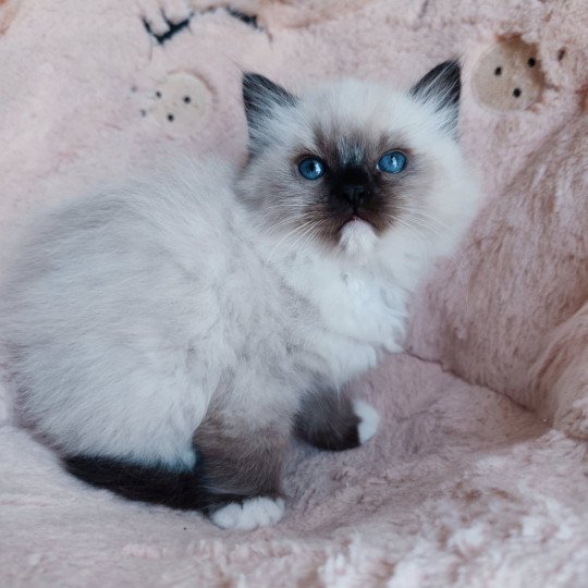 Echo de Narcisse Azélie Femelle Ragdoll