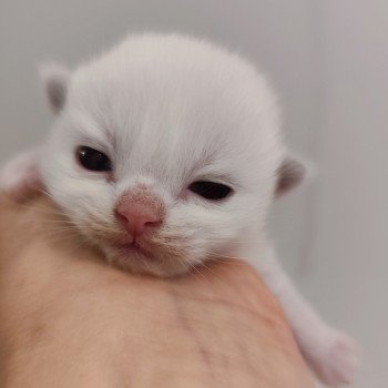 chaton Ragdoll Chatterie Echo de Narcisse chaton Ragdoll Chatterie Echo de Narcisse