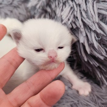 chaton Ragdoll blue bicolor Aïda Chatterie Echo de Narcisse chaton Ragdoll blue bicolor Aïda Chatterie Echo de Narcisse