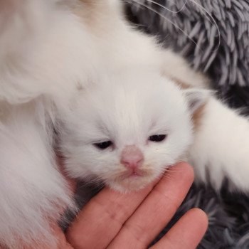 chaton Ragdoll blue bicolor Aïda Chatterie Echo de Narcisse chaton Ragdoll blue bicolor Aïda Chatterie Echo de Narcisse