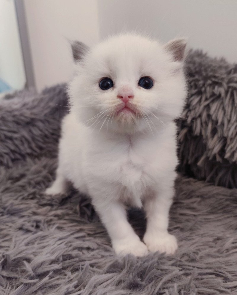Echo de Narcisse Ariel Femelle Ragdoll
