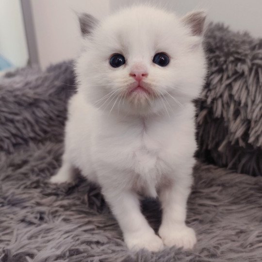 Echo de Narcisse Ariel Femelle Ragdoll