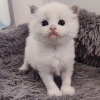 chaton Ragdoll blue bicolor Ariel Chatterie Echo de Narcisse chaton Ragdoll blue bicolor Ariel Chatterie Echo de Narcisse