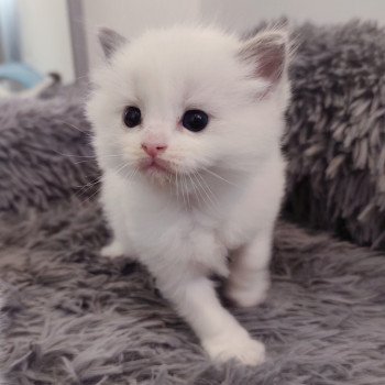 chaton Ragdoll blue bicolor Ariel Chatterie Echo de Narcisse chaton Ragdoll blue bicolor Ariel Chatterie Echo de Narcisse