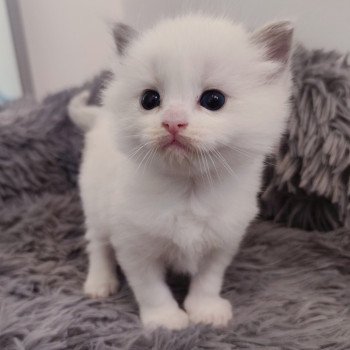 chaton Ragdoll blue bicolor Ariel Chatterie Echo de Narcisse chaton Ragdoll blue bicolor Ariel Chatterie Echo de Narcisse