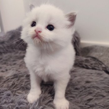 chaton Ragdoll blue bicolor Ariel Chatterie Echo de Narcisse chaton Ragdoll blue bicolor Ariel Chatterie Echo de Narcisse