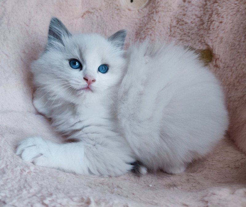 Echo de Narcisse Ariel Femelle Ragdoll