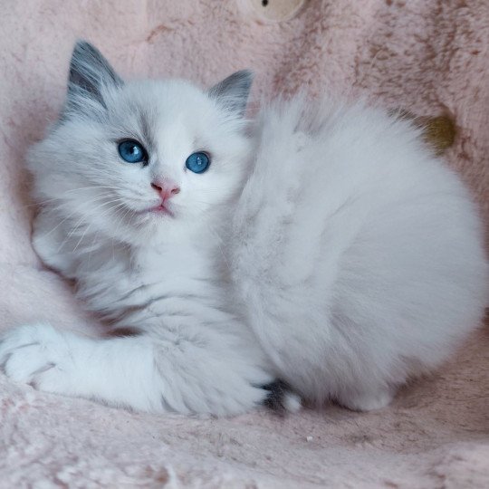 Echo de Narcisse Ariel Femelle Ragdoll