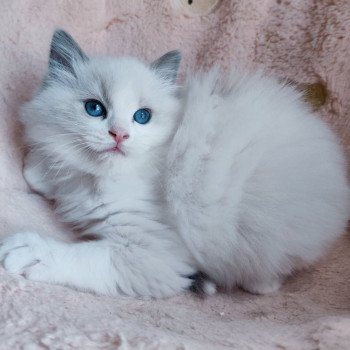 chaton Ragdoll blue bicolor Ariel Chatterie Echo de Narcisse