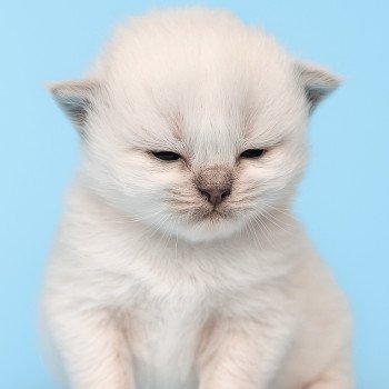 chaton Ragdoll Chatterie Echo de Narcisse chaton Ragdoll Chatterie Echo de Narcisse
