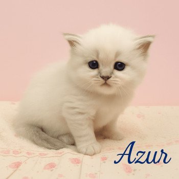 chaton Ragdoll blue tabby point Azur Chatterie Echo de Narcisse