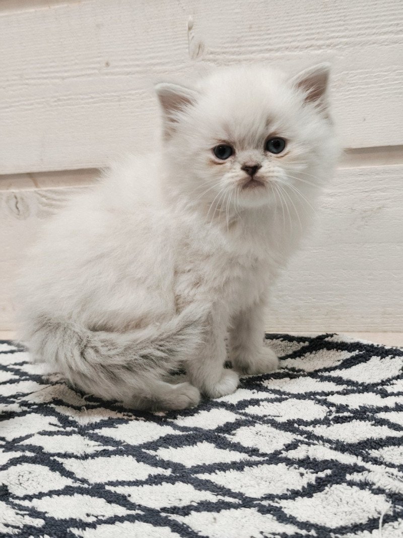 Echo de Narcisse Azur Mâle Ragdoll