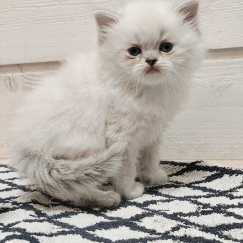 chaton Ragdoll blue tabby point Azur Chatterie Echo de Narcisse