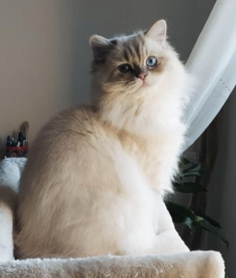 Echo de Narcisse Azur Mâle Ragdoll