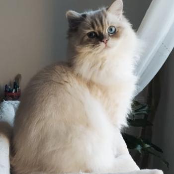 chaton Ragdoll blue tabby point Azur Chatterie Echo de Narcisse