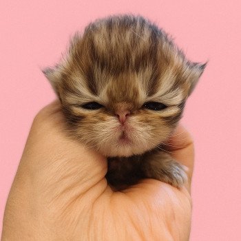 chaton Persan black golden shaded Chatterie Echo de Narcisse