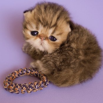 chaton Persan black golden shaded Ashur Chatterie Echo de Narcisse
