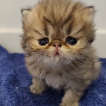 chaton Persan black golden shaded Ashur Chatterie Echo de Narcisse