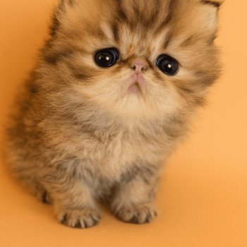 chaton Persan black golden shaded Athrahasis Chatterie Echo de Narcisse