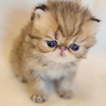chaton Persan black golden shaded Athrahasis Chatterie Echo de Narcisse