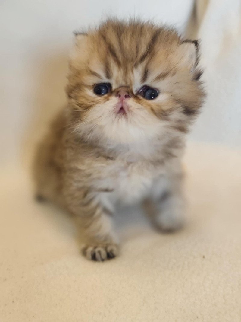 Echo de Narcisse Athrahasis Mâle Persan