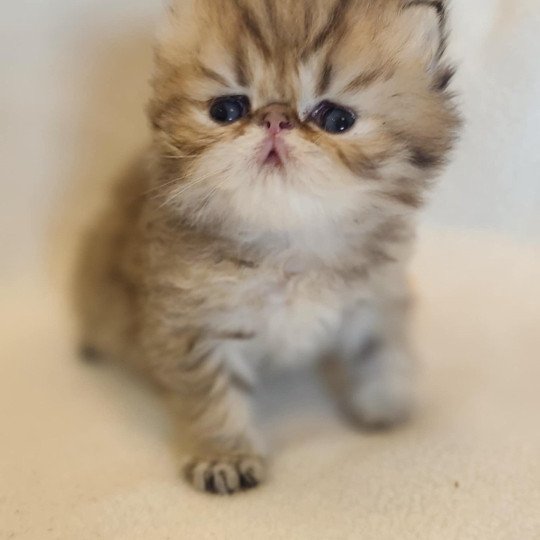 Echo de Narcisse Athrahasis Mâle Persan