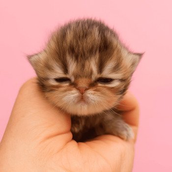 chaton Persan black golden shaded Chatterie Echo de Narcisse