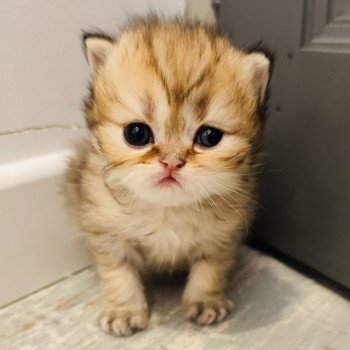 chaton Persan black golden shaded Athrahasis Chatterie Echo de Narcisse