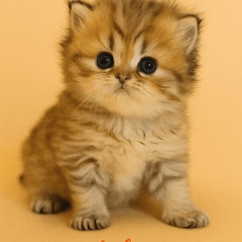 chaton Persan black golden shaded Ashur Chatterie Echo de Narcisse