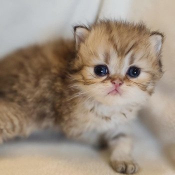 chaton Persan black golden shaded Ashur Chatterie Echo de Narcisse