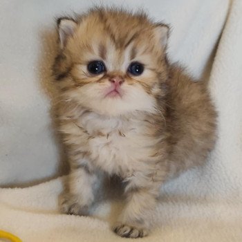 chaton Persan black golden shaded Ashur Chatterie Echo de Narcisse