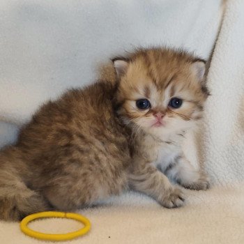 chaton Persan black golden shaded Ashur Chatterie Echo de Narcisse