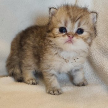 chaton Persan black golden shaded Ashur Chatterie Echo de Narcisse