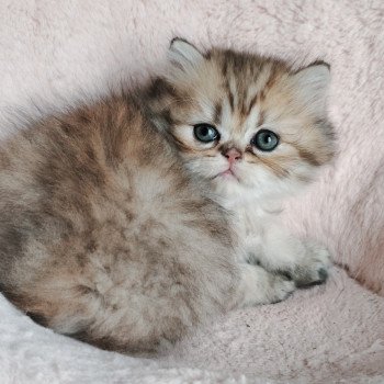 chaton Persan black golden shaded Ashur Chatterie Echo de Narcisse chaton Persan black golden shaded Ashur Chatterie Echo de Narcisse