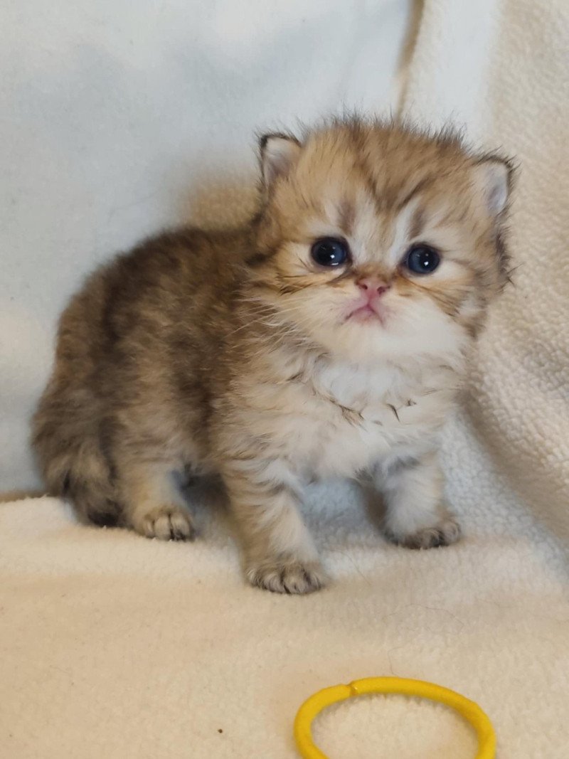 Echo de Narcisse Ashur Mâle Persan