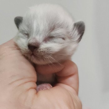 chaton Ragdoll Chatterie Echo de Narcisse chaton Ragdoll Chatterie Echo de Narcisse