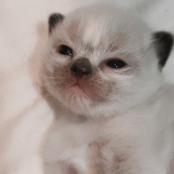 chaton Ragdoll black mitted Alastor Chatterie Echo de Narcisse chaton Ragdoll black mitted Alastor Chatterie Echo de Narcisse