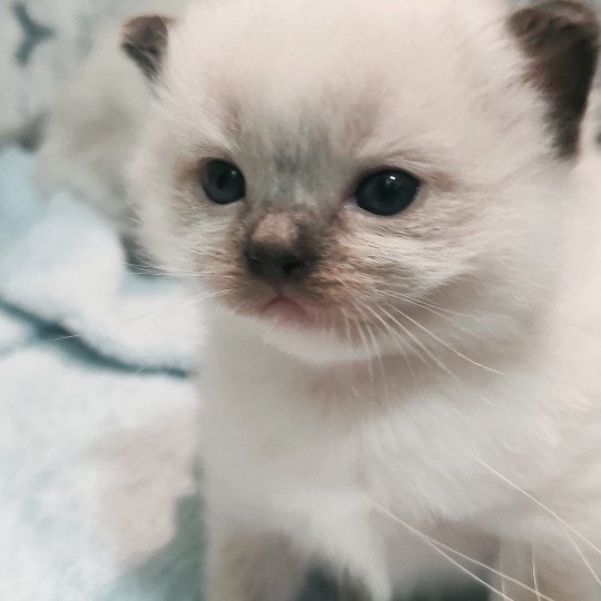 Echo de Narcisse Alastor Mâle Ragdoll