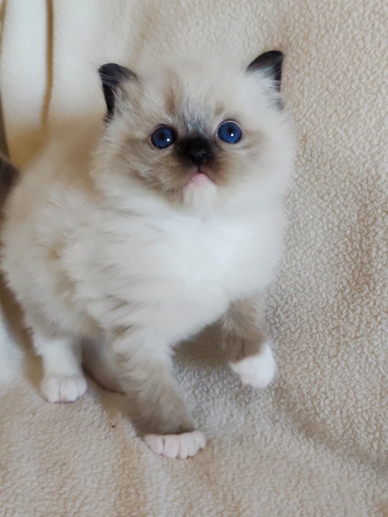 Echo de Narcisse Alastor Mâle Ragdoll Echo de Narcisse Alastor Mâle Ragdoll