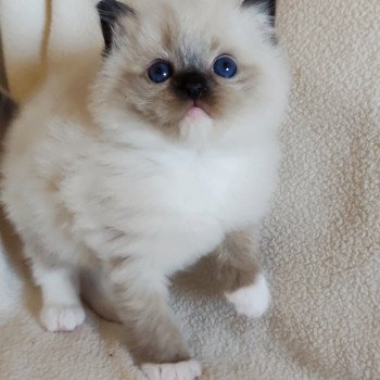 chaton Ragdoll black mitted Alastor Chatterie Echo de Narcisse chaton Ragdoll black mitted Alastor Chatterie Echo de Narcisse